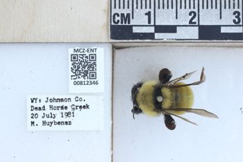 Media type: image;   Entomology 812346 Description: Specimen documentation photo of labelsfrom specimen MCZ:Ent:812346, captured on2025-04-03;  Aspect: labels